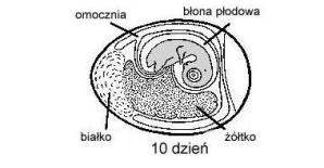 Cud codzienności. Jak powstaje życie w jajku?