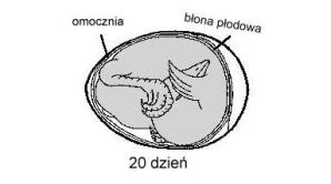 Cud codzienności. Jak powstaje życie w jajku?