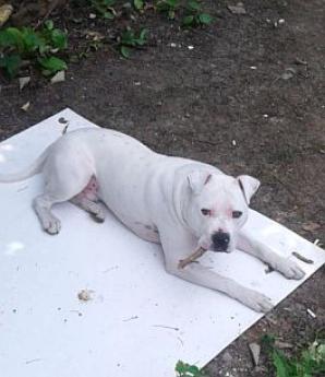 [VIDEO] 2 polskich dzieci odebrali angielscy urzędnicy! Czy kłamiąc, preparują fałszywe dokumenty? Czy dyskryminują polską rodzinę, bo jest pochodzenia romskiego? A dzieci traktują gorzej niż psa?