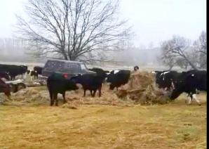 [VIDEO] 423 000 zł od Skarbu Państwa domaga się rolnik Grzegorz Piotrowski spod Gorzowa Wlkp. Za finansowy chaos, do którego doprowadziła wobec niego i 200 sztuk bydła Izabela Kwiatkowska, szefowa Biura Ochrony Zwierząt z Zielonej Góry!