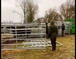 [VIDEO] 423 000 zł od Skarbu Państwa domaga się rolnik Grzegorz Piotrowski spod Gorzowa Wlkp. Za finansowy chaos, do którego doprowadziła wobec niego i 200 sztuk bydła Izabela Kwiatkowska, szefowa Biura Ochrony Zwierząt z Zielonej Góry!