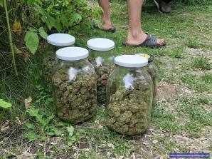 [VIDEO] Policjanci zlikwidowali uprawę konopi indyjskich - tymczasowy areszt dla podejrzanego