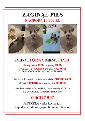 Zaginął pies o imieniu PIXEL! Nagroda 10 000zł dla uczciwego znalazcy