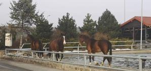 Co dalej z dającymi pracę 400 osobom w kryzysie Zakładami Mięsnymi ZBYSZKO? I Centrum Sportowo-Rekreacyjnym ZBYSZKO ze stadniną 200 koni? Właściciel walczy niczym lew, by jego firma przetrwała kryzys