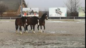 Co dalej z dającymi pracę 400 osobom w kryzysie Zakładami Mięsnymi ZBYSZKO? I Centrum Sportowo-Rekreacyjnym ZBYSZKO ze stadniną 200 koni? Właściciel walczy niczym lew, by jego firma przetrwała kryzys