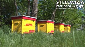 [VIDEO] Przybywa pasiek na dachach galerii i biurowców. Pszczołom w miastach nie zagrażają pestycydy