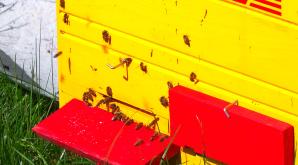 [VIDEO] Owady wymierają szybciej niż inne zwierzęta. Bez pszczół i innych zapylaczy grozi nam katastrofa