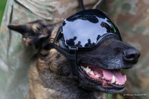 [VIDEO] Litwa. Współdziałanie wojsk z Polski, Litwy, Stanów Zjednoczonych i Portugalii w ramach ćwiczeń „Brave Griffin 26–II”. „Brave Griffin 26–II”