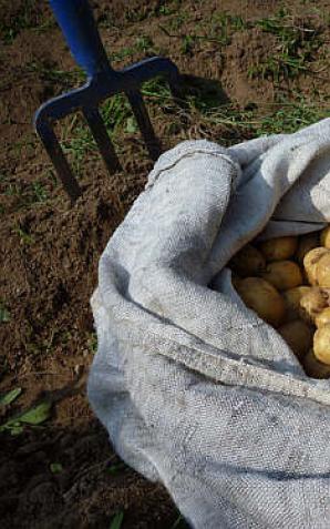 Polscy rolnicy dostają ledwie 7 groszy za kilogram ziemniaków