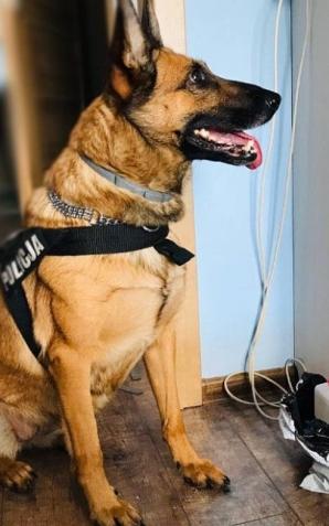 Policjanci zabezpieczyli blisko 13 litrów GBL i zatrzymali 43-latka