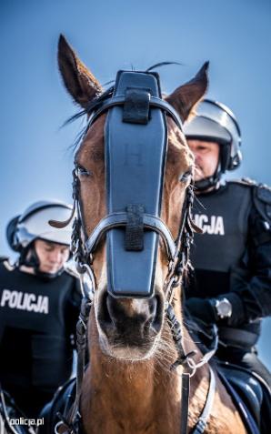 Sprawdzian dla policyjnych koni