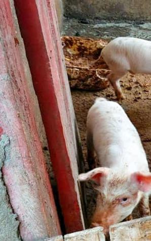 [VIDEO] Dzięki Wam budujemy farmę dla zwierząt w Sierra Leone