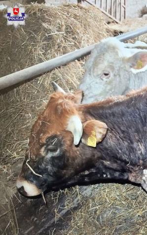 14 sztuk padłego bydła na posesji, reszta w opłakanym stanie. Areszt dla hodowcy
