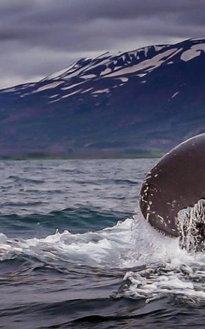 [VIDEO] Wieloryby wokół Islandii - Pytania i Odpowiedzi