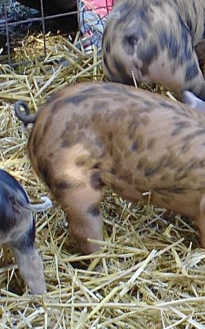 [VIDEO] W przyszłym roku wejdzie w życie obowiązek raportowania ilości antybiotyków stosowanych w hodowli zwierząt. Ma pomóc w walce z lekoopornością