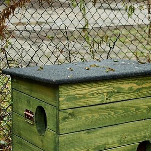 Pomóżmy wolno żyjącym kotom przetrwać zimę