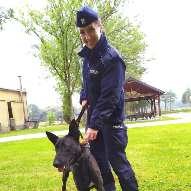 Owczarek Rewers i Owczarek Rudna na szkoleniu w policyjnej psiej szkole