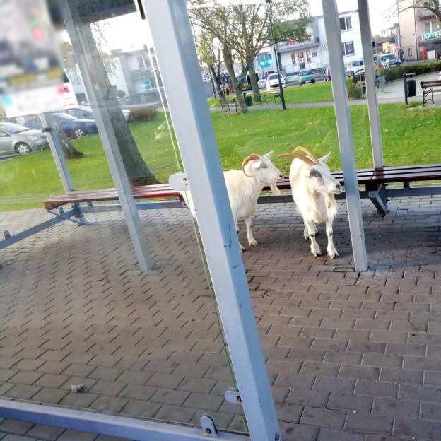 Nietypowe pasażerki: białe kozy na przystanku w Rozprzy zaskakują mieszkańców!