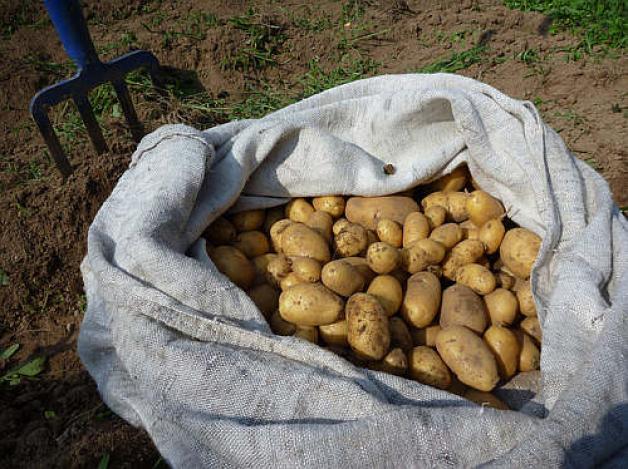 Polscy rolnicy dostają ledwie 7 groszy za kilogram ziemniaków