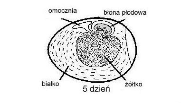 Cud codzienności. Jak powstaje życie w jajku?
