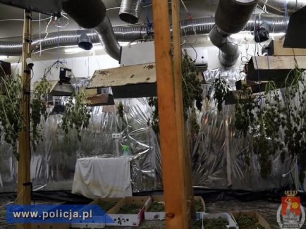 Warszawa: Plantacja marihuany w zakładzie pogrzebowym. Narkotyki przy zwłokach