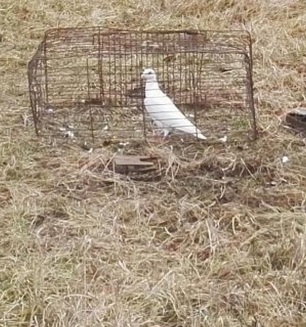 Gołąb zdradził kłusownika