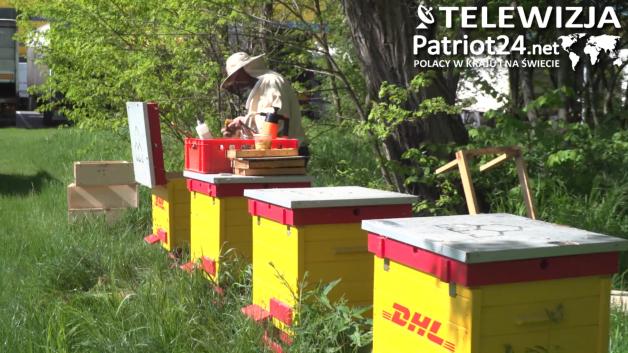 [VIDEO] Przybywa pasiek na dachach galerii i biurowców. Pszczołom w miastach nie zagrażają pestycydy