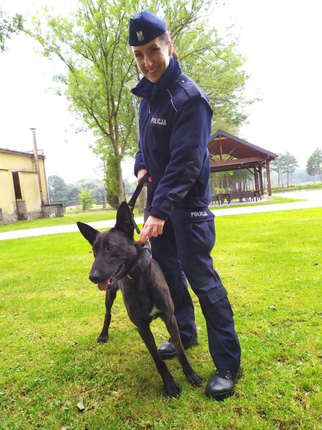 Owczarek Rewers i Owczarek Rudna na szkoleniu w policyjnej psiej szkole